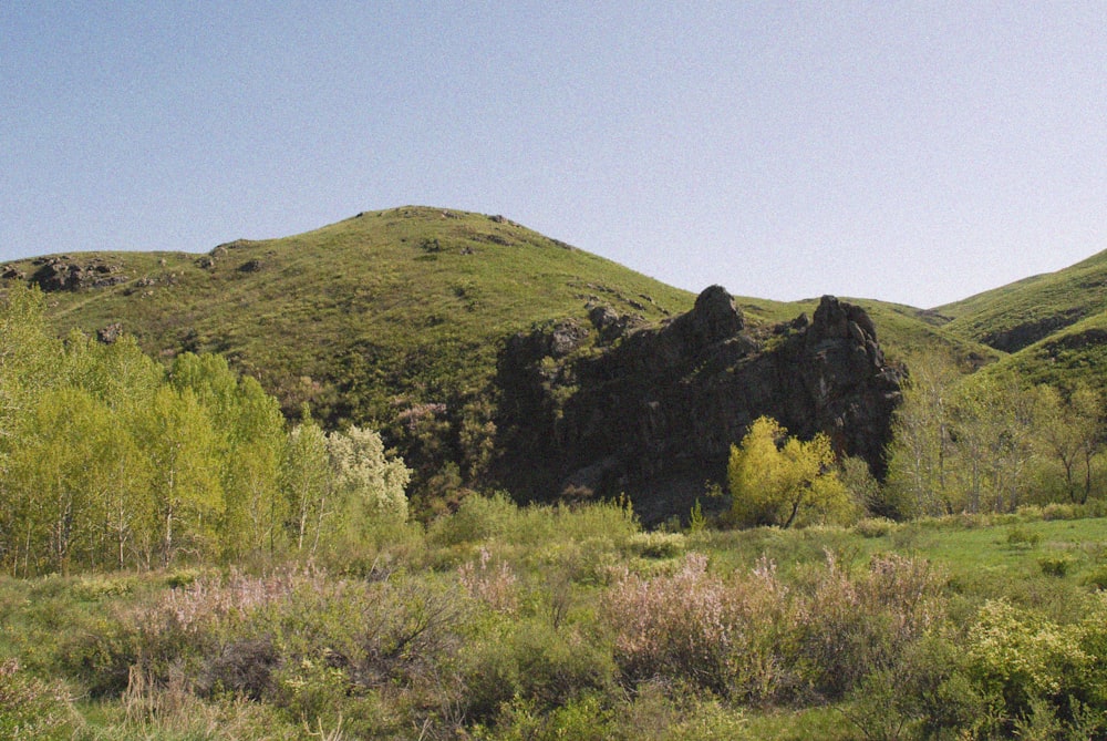 a grassy hill with trees on it