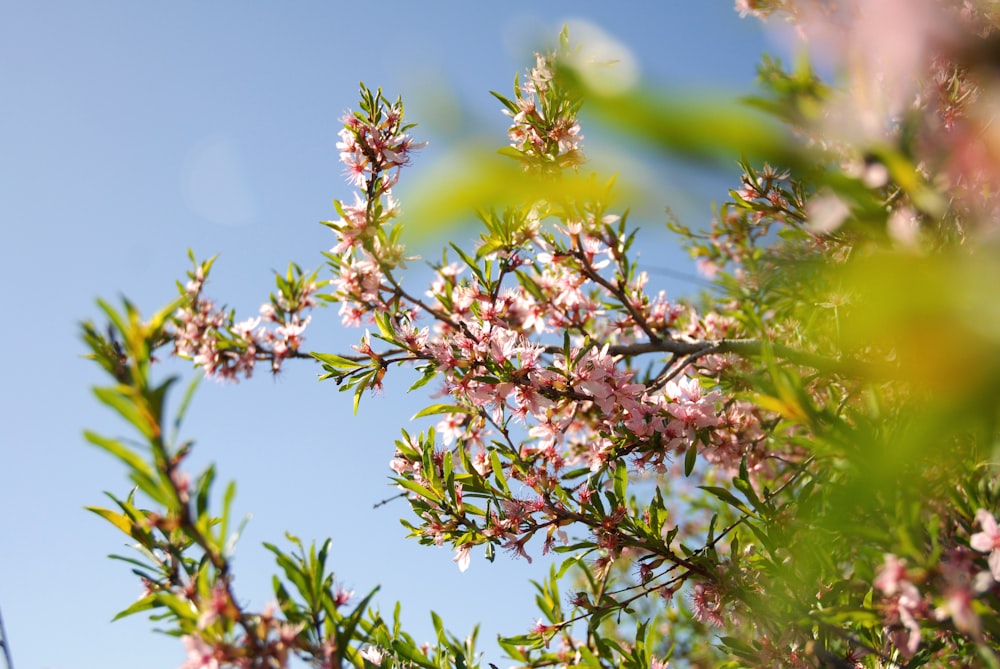 a close up of a tree branch