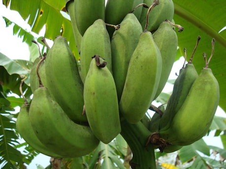 A cluster of green bananas hanging on a plant with large green leaves in the background. The bananas are unripe, featuring a smooth, thick skin and are attached to a central stalk.