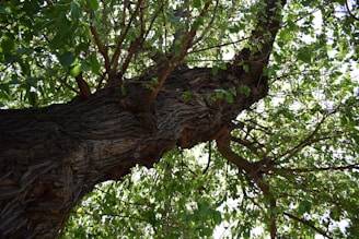 a tree with many branches