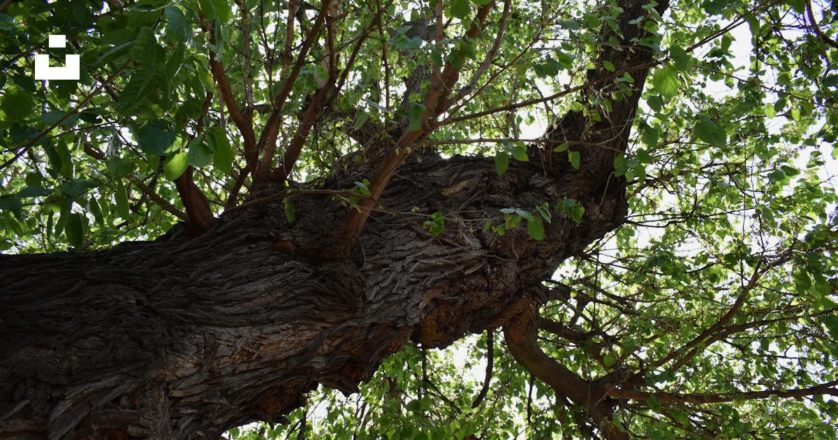 Foto Un árbol con muchas ramas – Imagen Árbol gratis en Unsplash