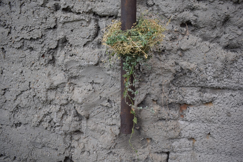 a plant growing in a stone wall