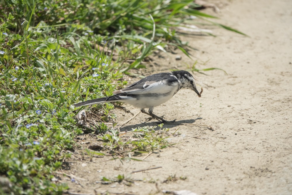 a bird standing on the ground