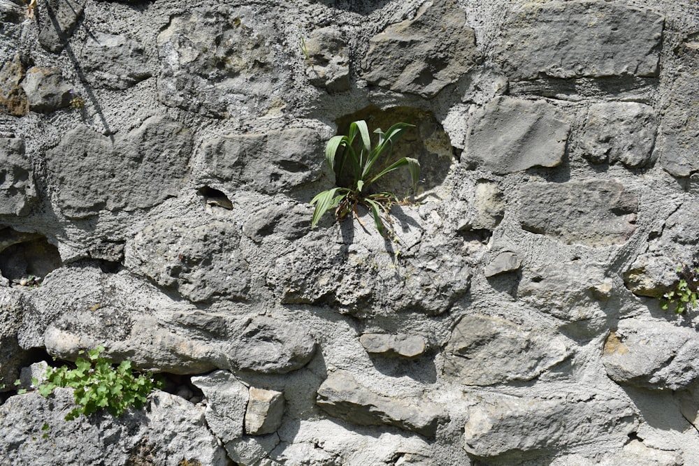 a plant growing out of a rock wall