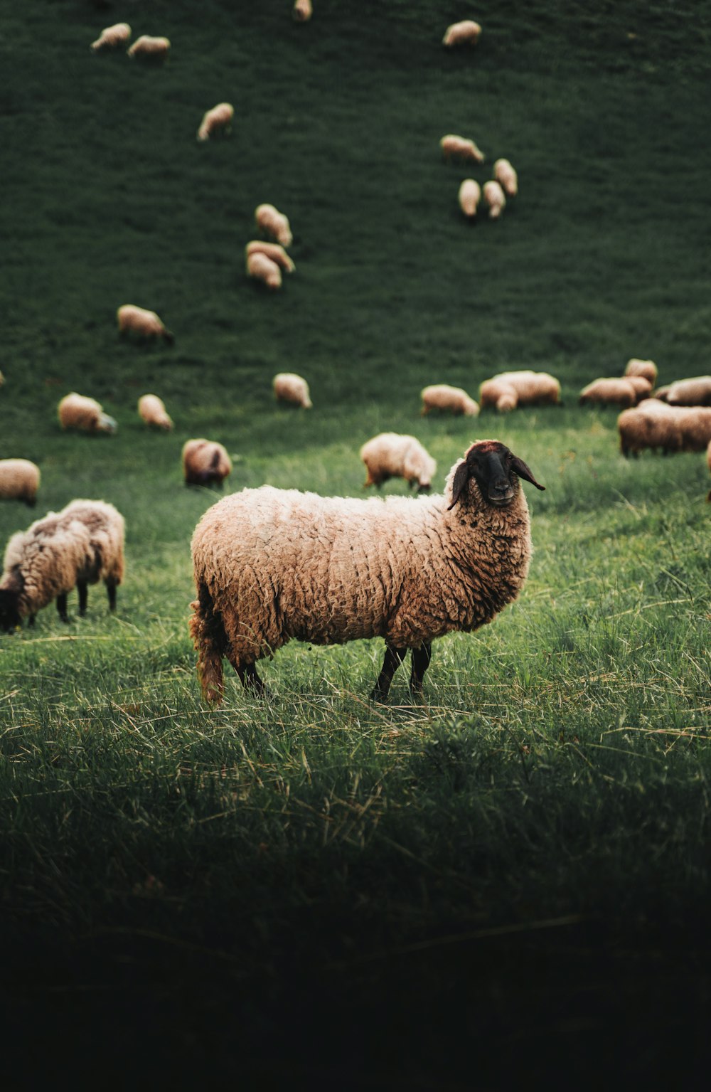 a sheep in a field