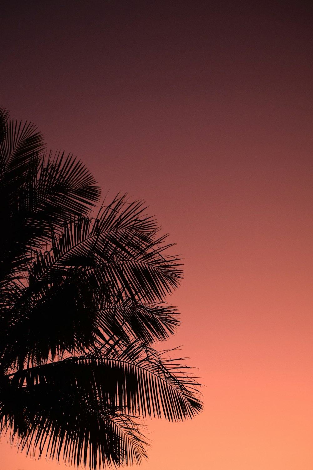 a palm tree against a pink sky