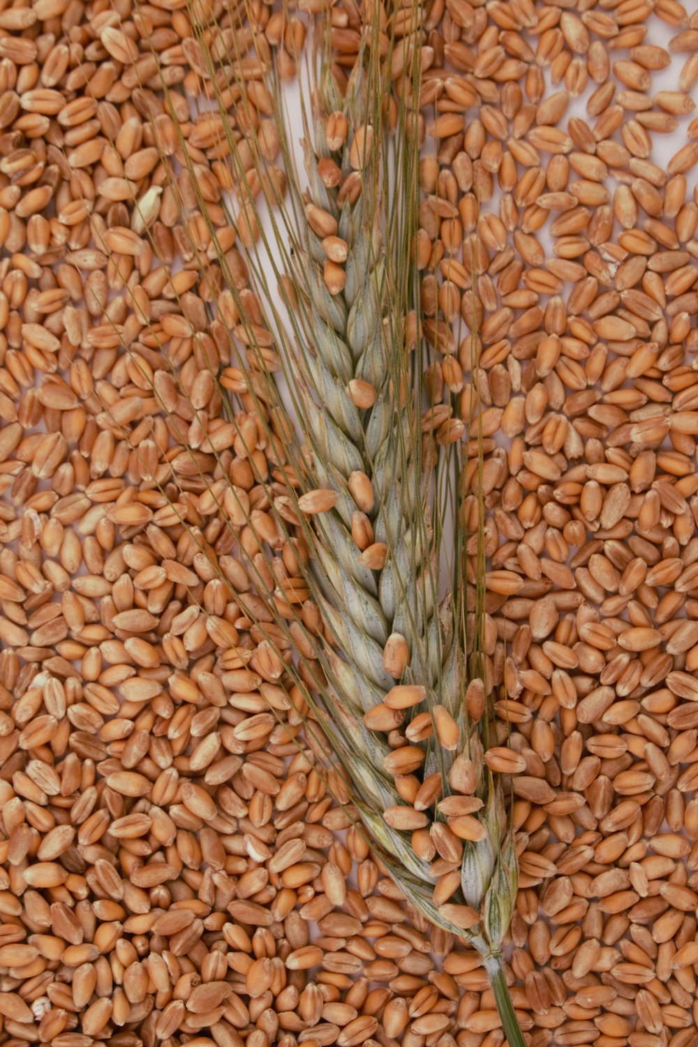 a close-up of some beans