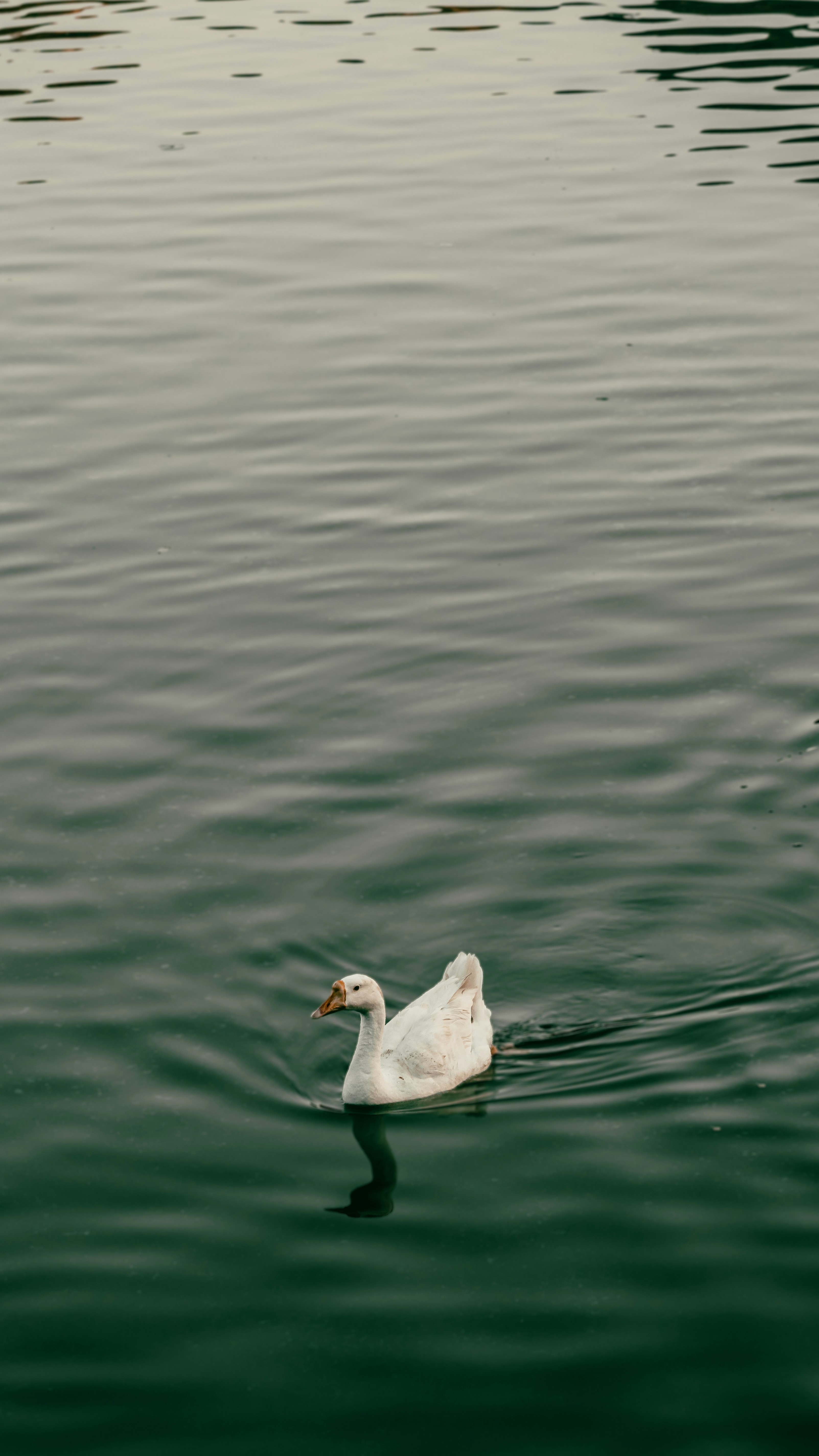 A duck swimming in water photo Free Rajasthan Image on Unsplash