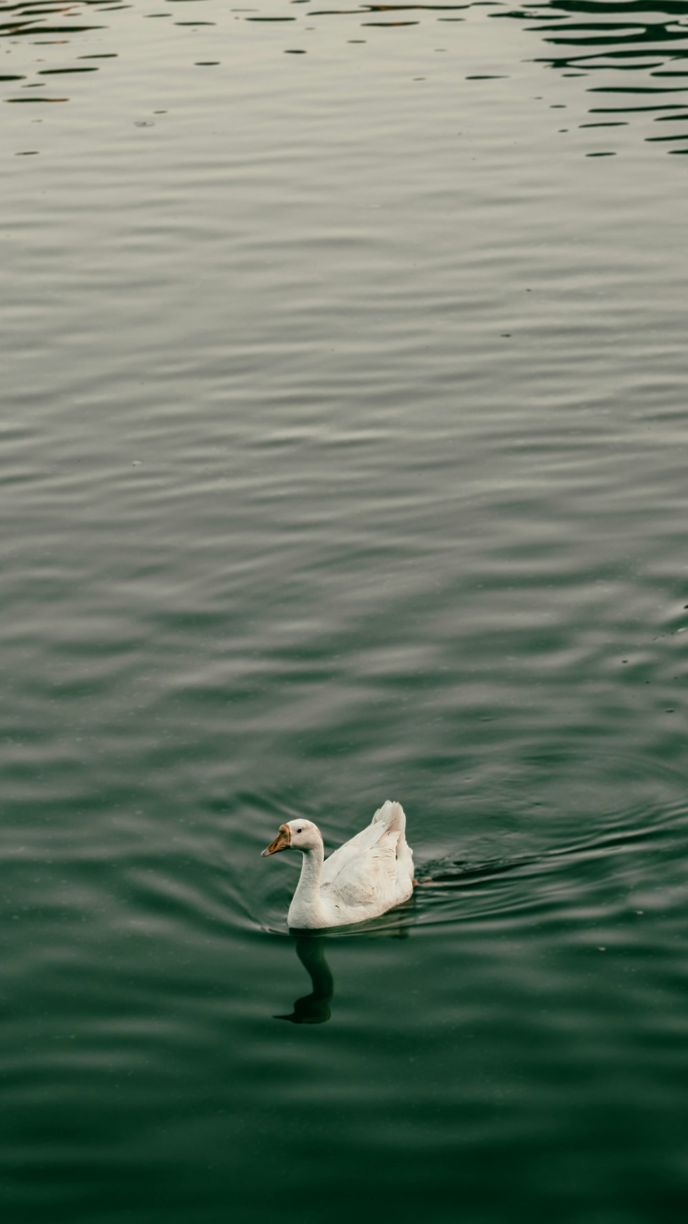 a duck swimming in water