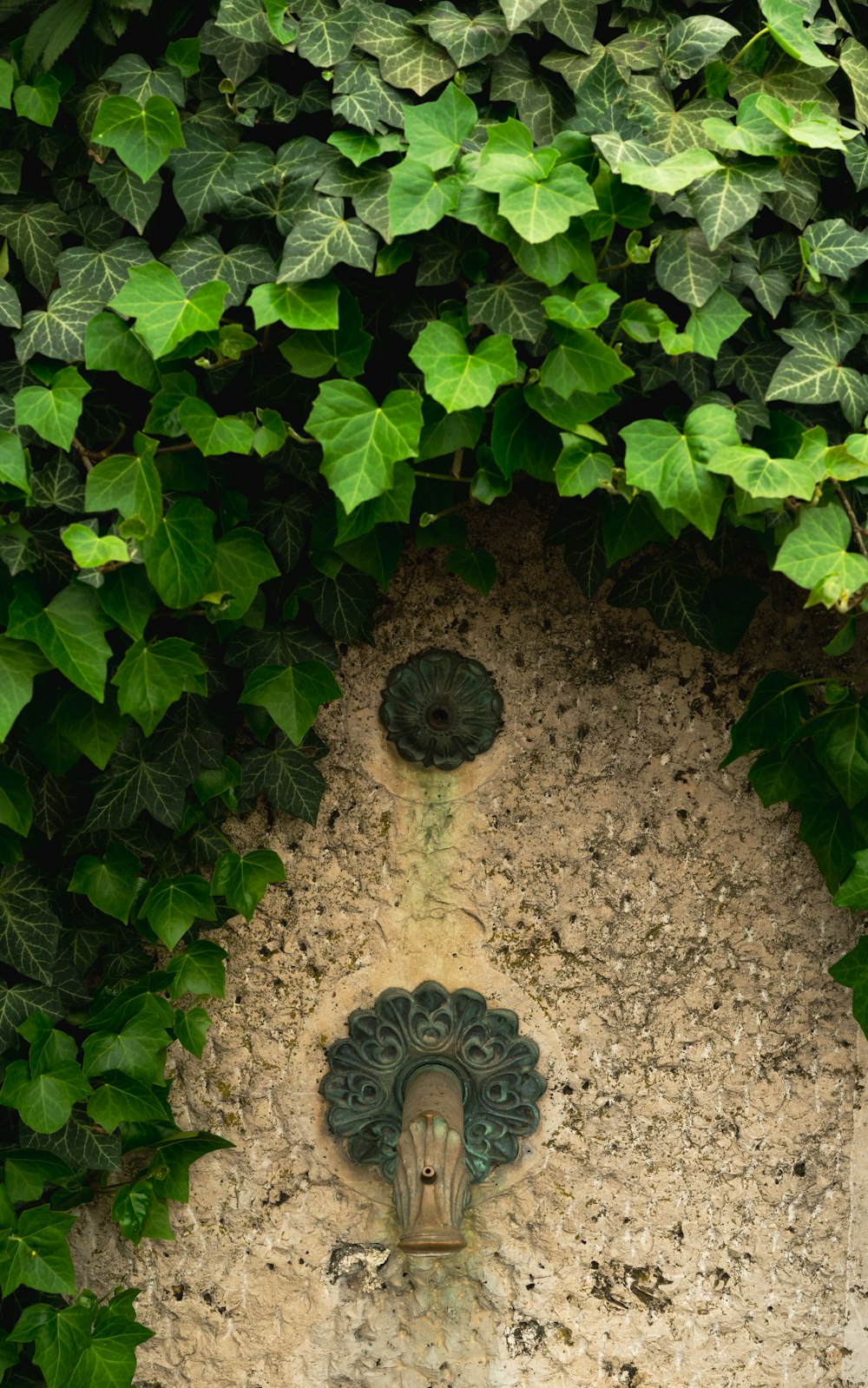 une plante percée d’un trou