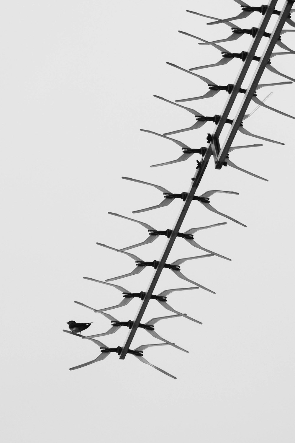 a close-up of a spider