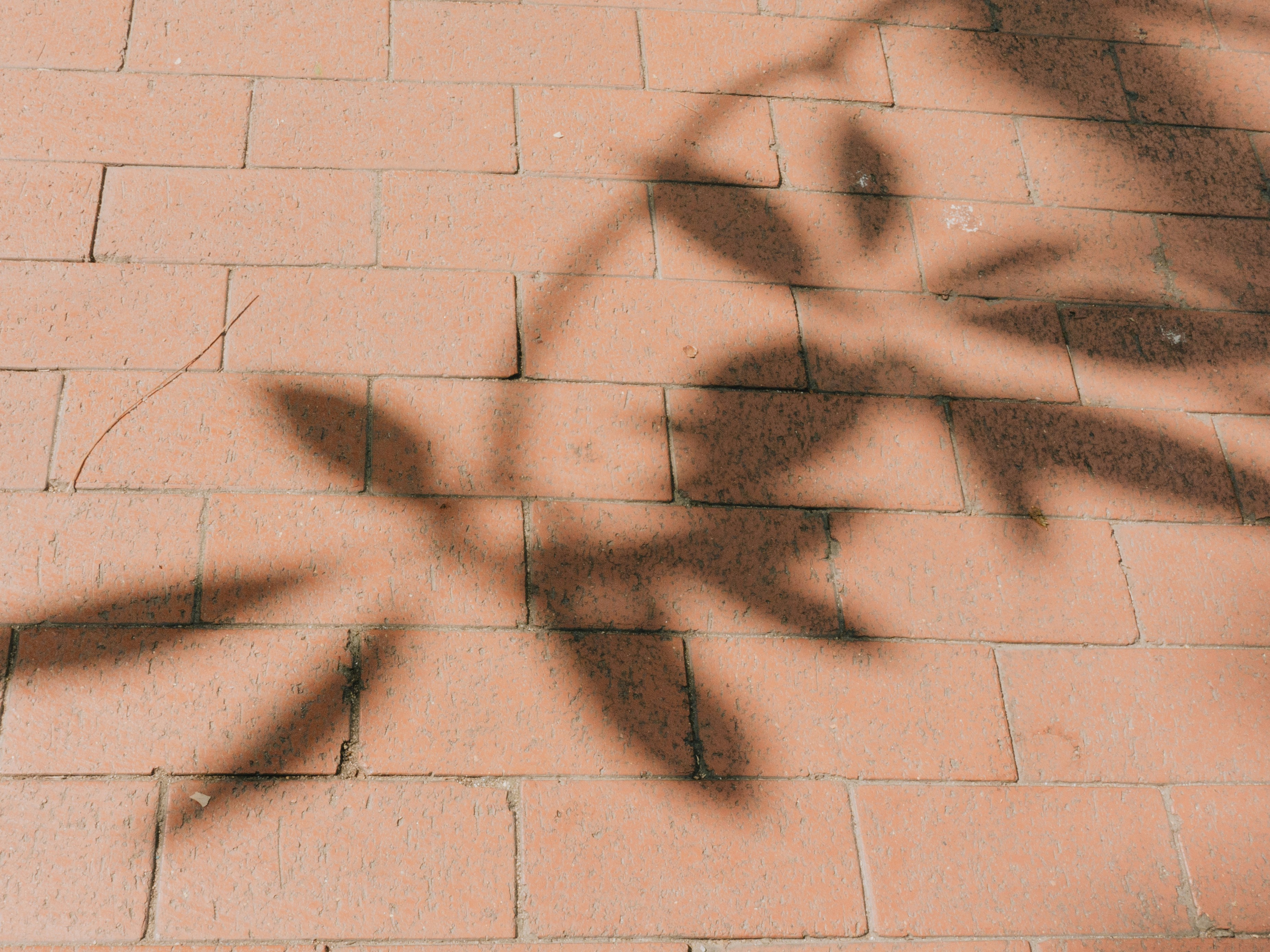 Photo by catgirlmutant