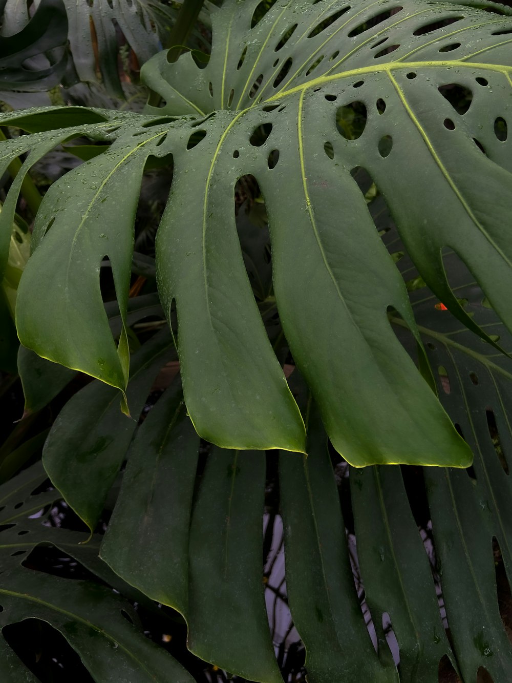 a close up of a leaf