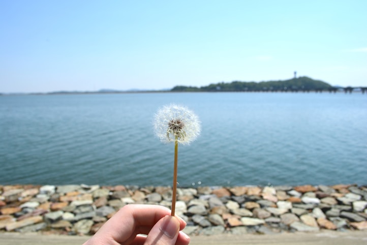 a hand holding a dandelion on a rocky beach
