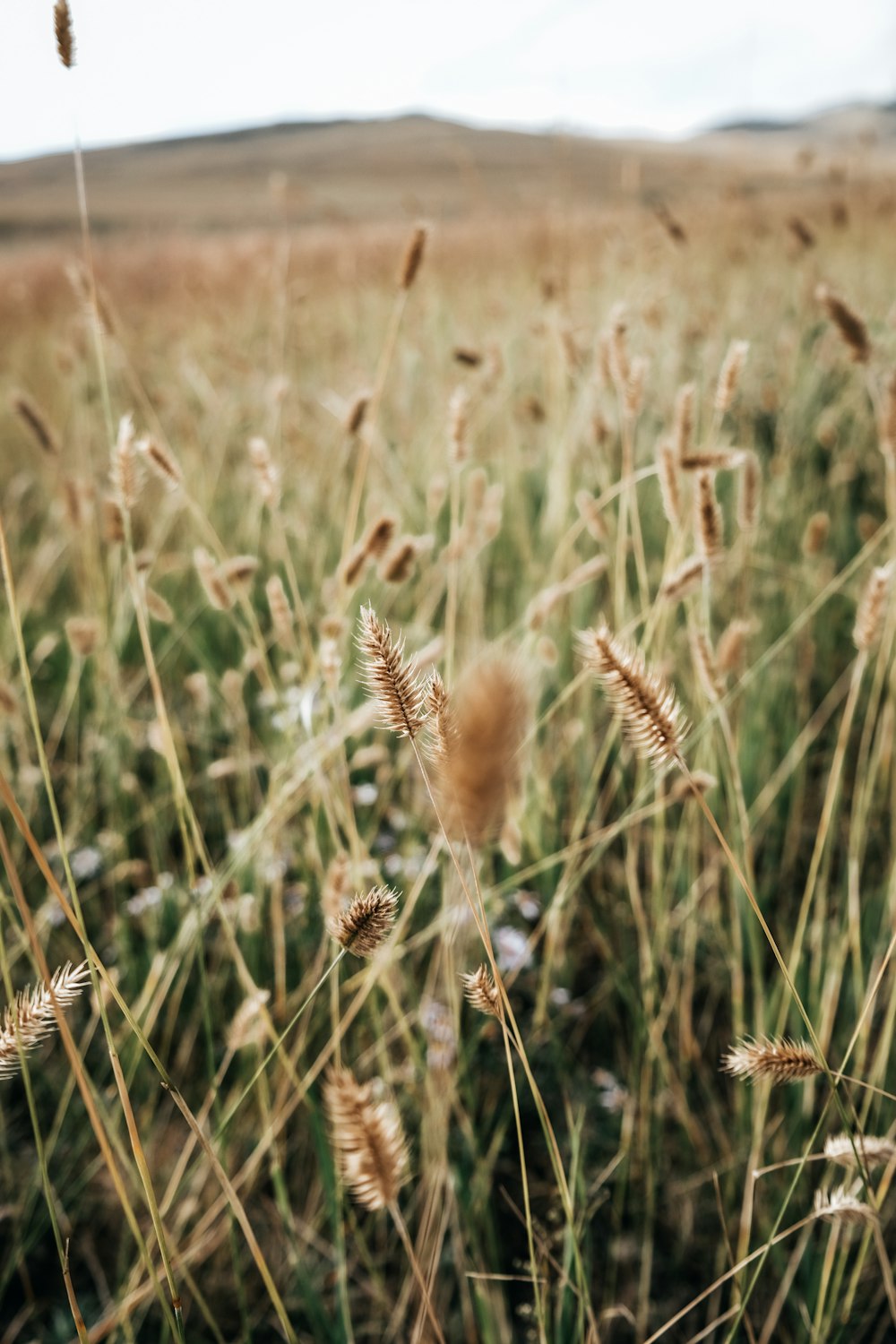 um campo de trigo