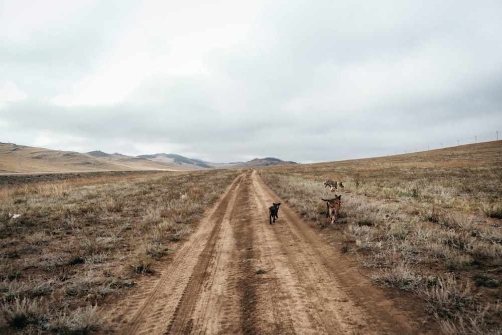 um grupo de animais andando em uma estrada de terra