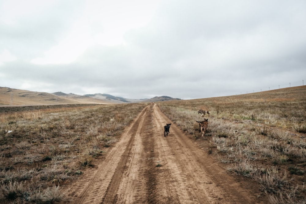 a group of animals walking on a dirt road