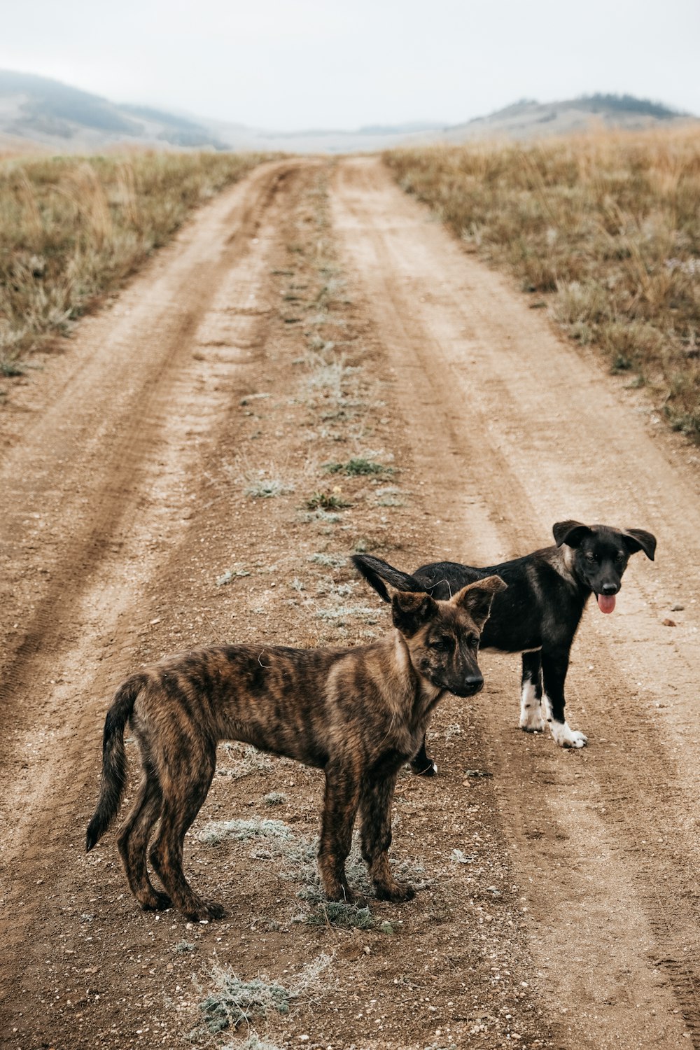 two dogs on a dirt road