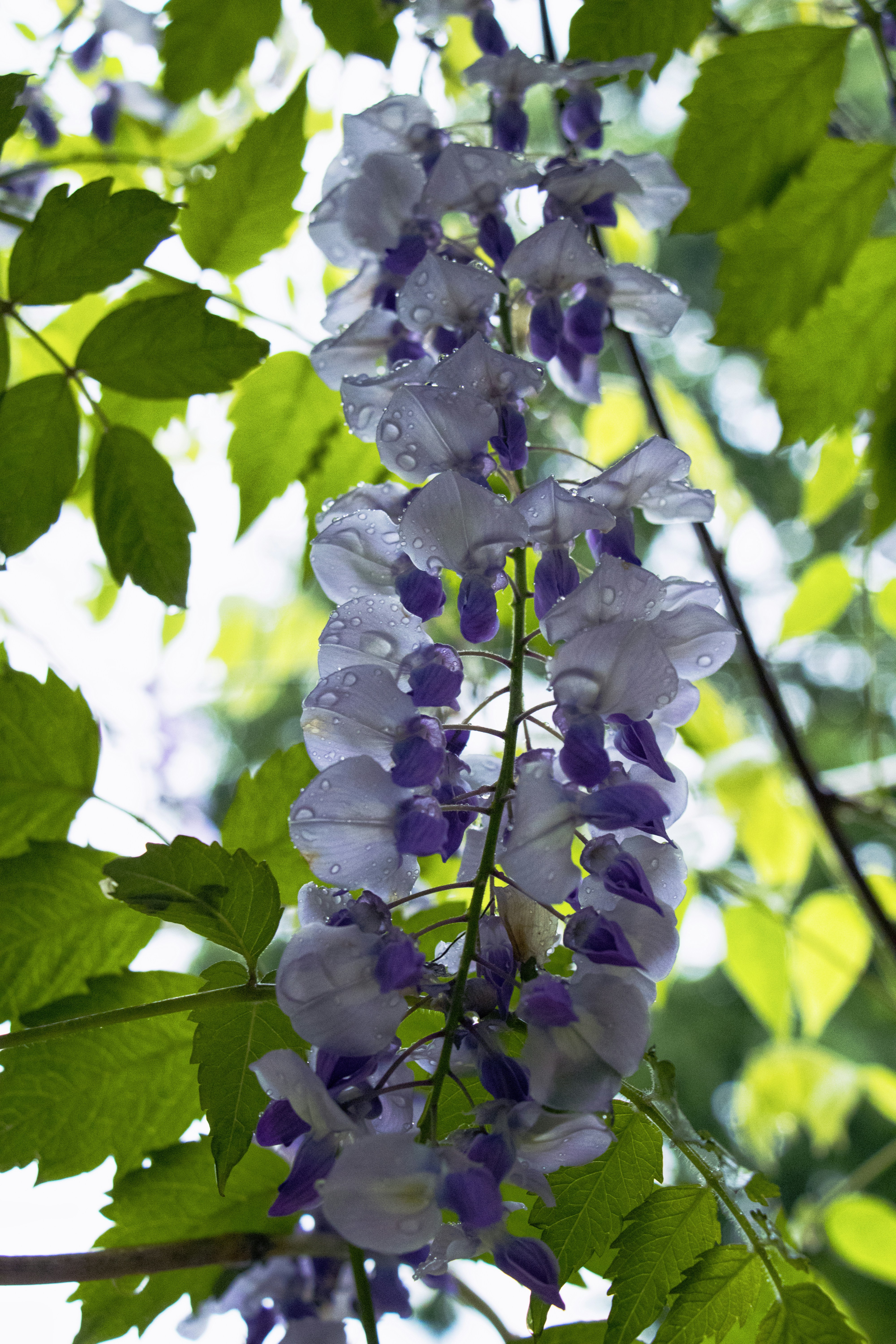 Photo by sshiva