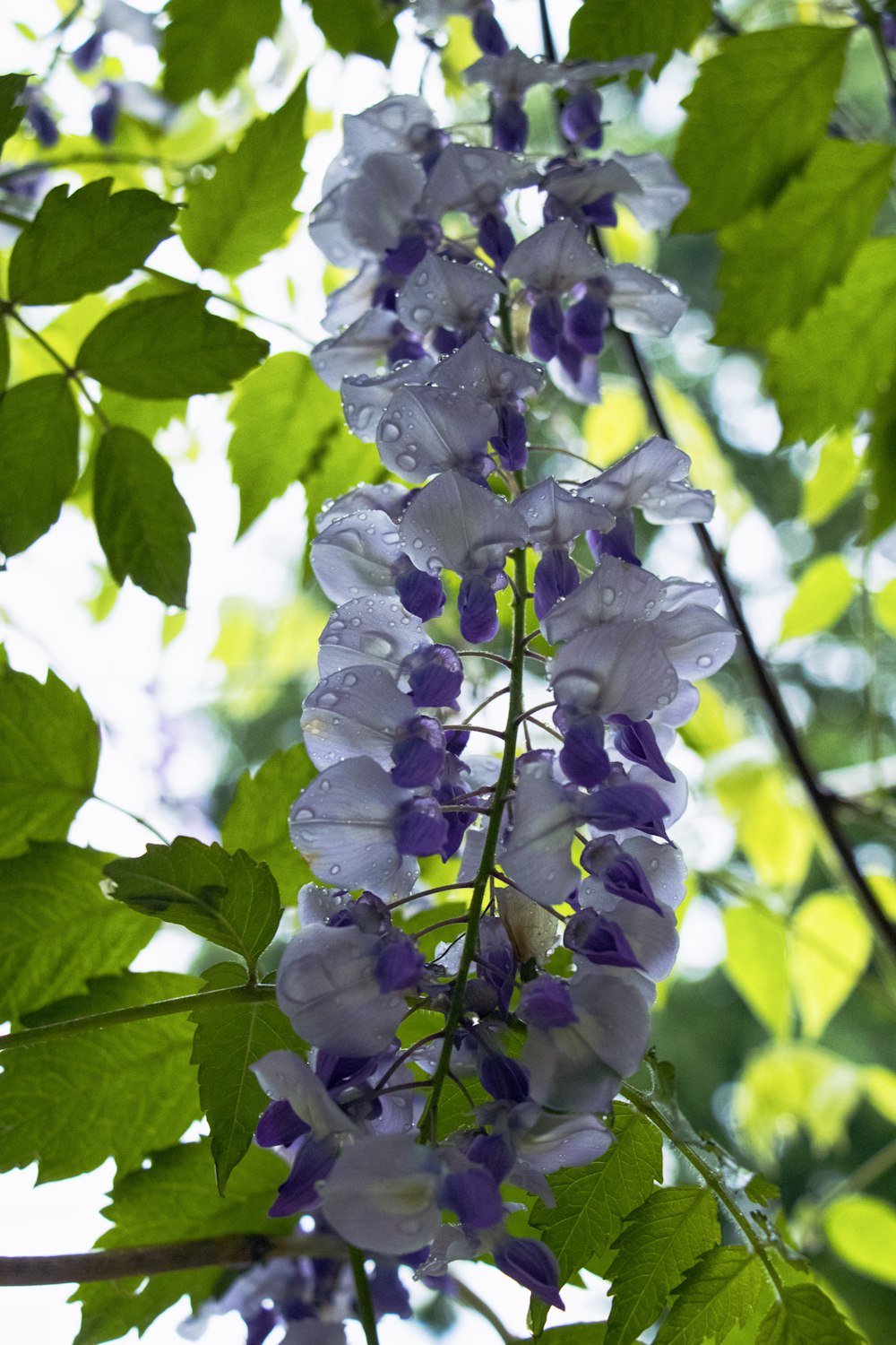 a close up of a flower