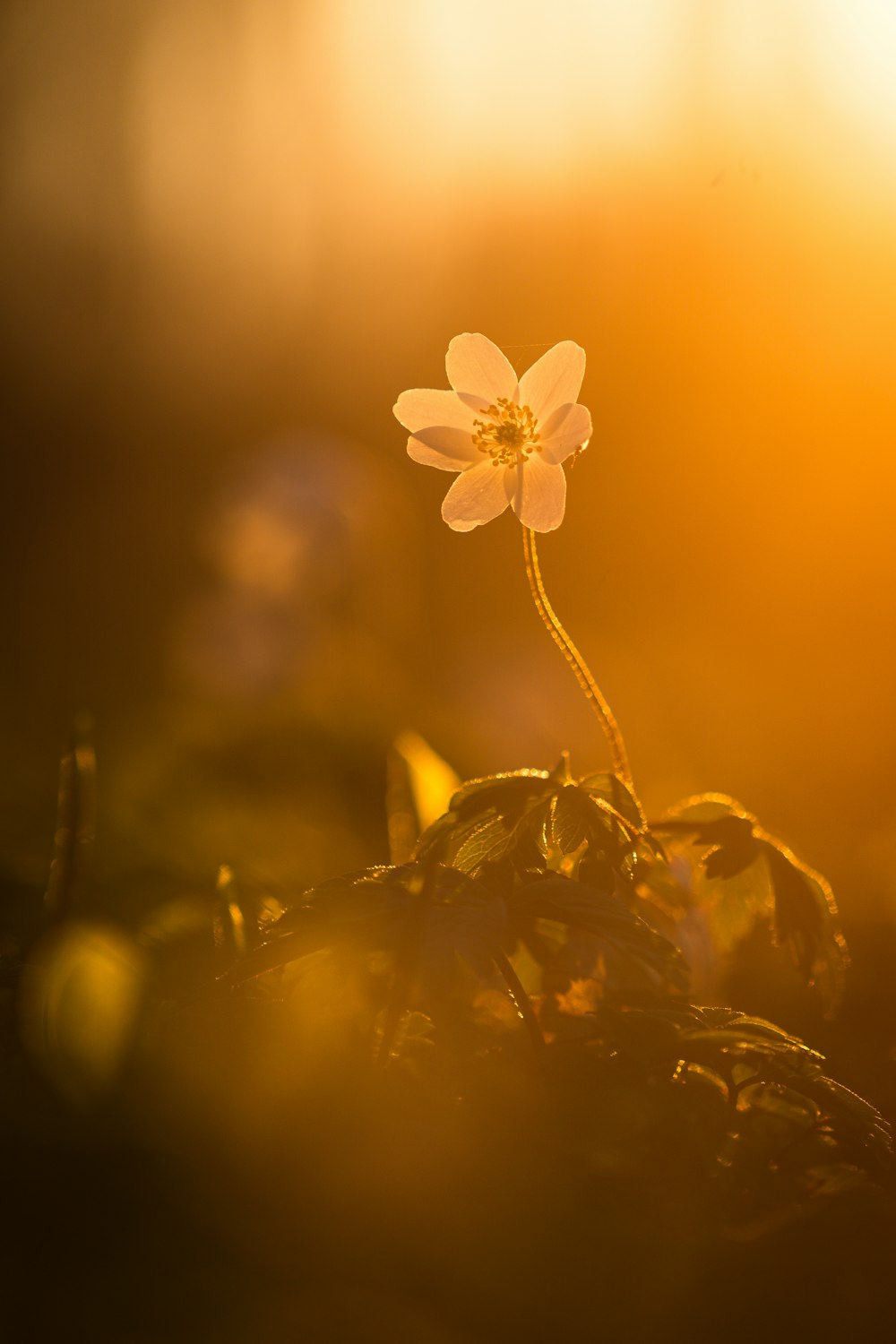 a flower on a plant