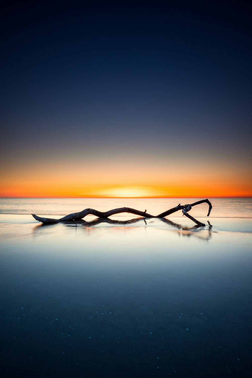 a large spider on a beach