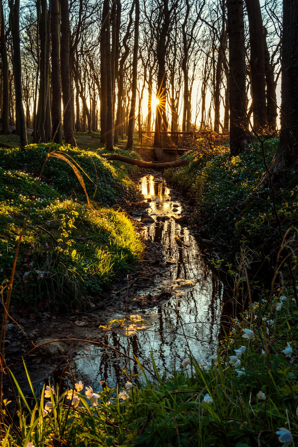 a stream in a forest