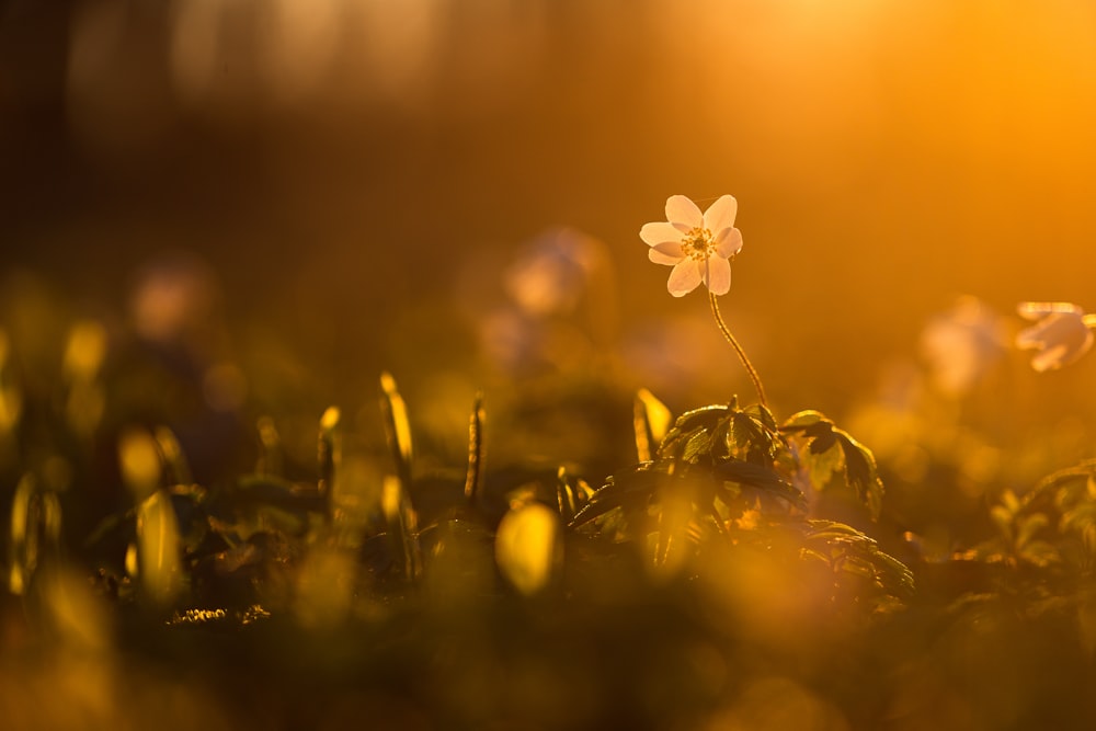 a close up of a flower