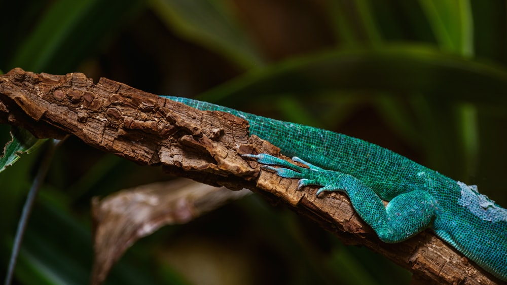 a lizard on a branch