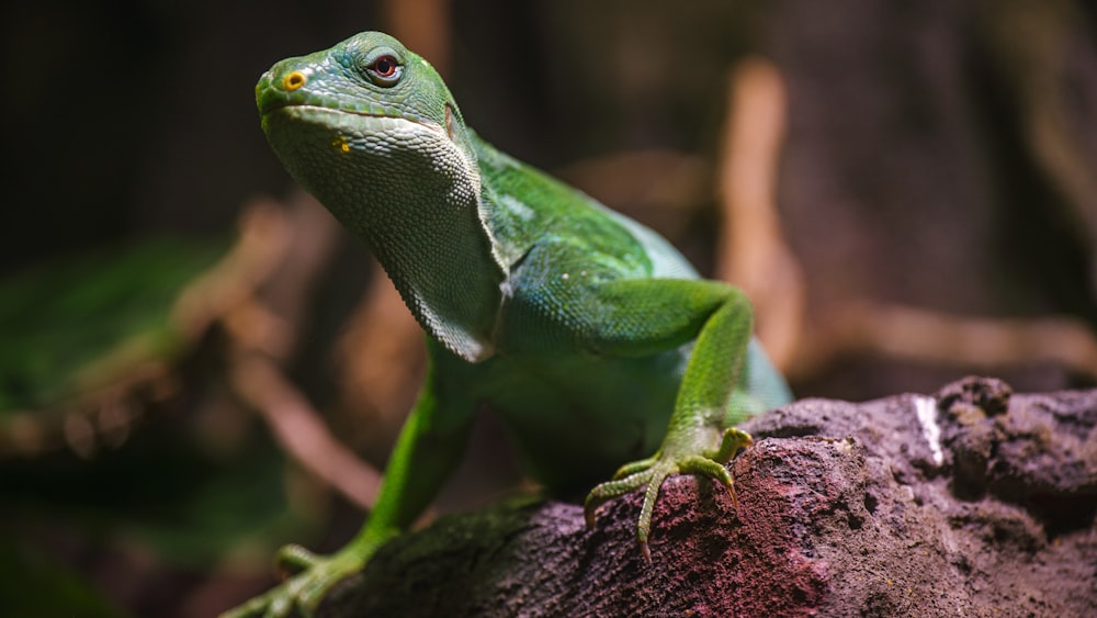 a green lizard on a rock