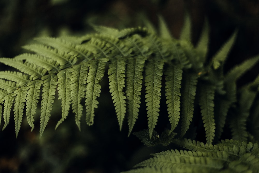 a close up of a plant