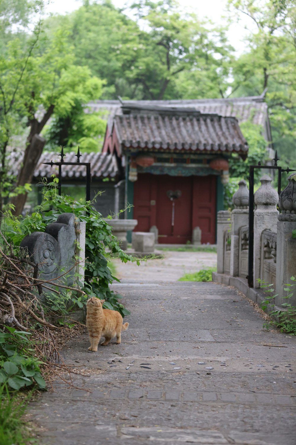 a cat walking outside of a house