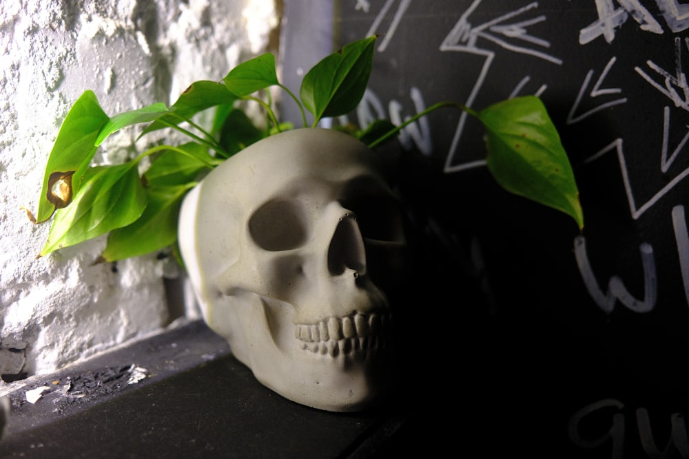 a skull with a plant in the background