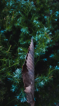 Close-up of a delicate forest green watercolor leaf with terracotta accents.