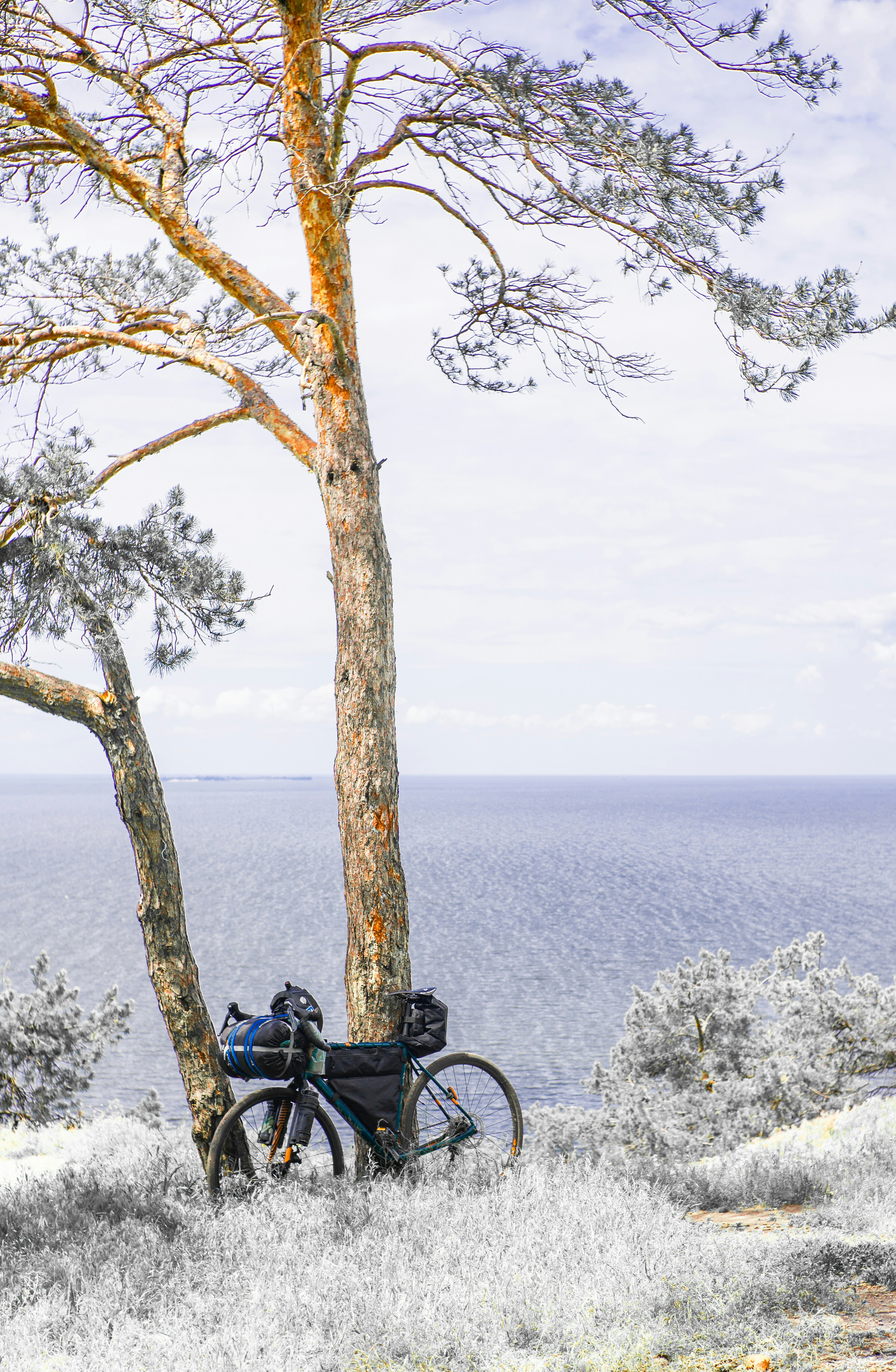 a bicycle parked next to a tree