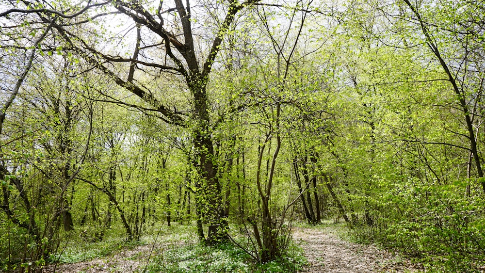 a dirt path through a forest