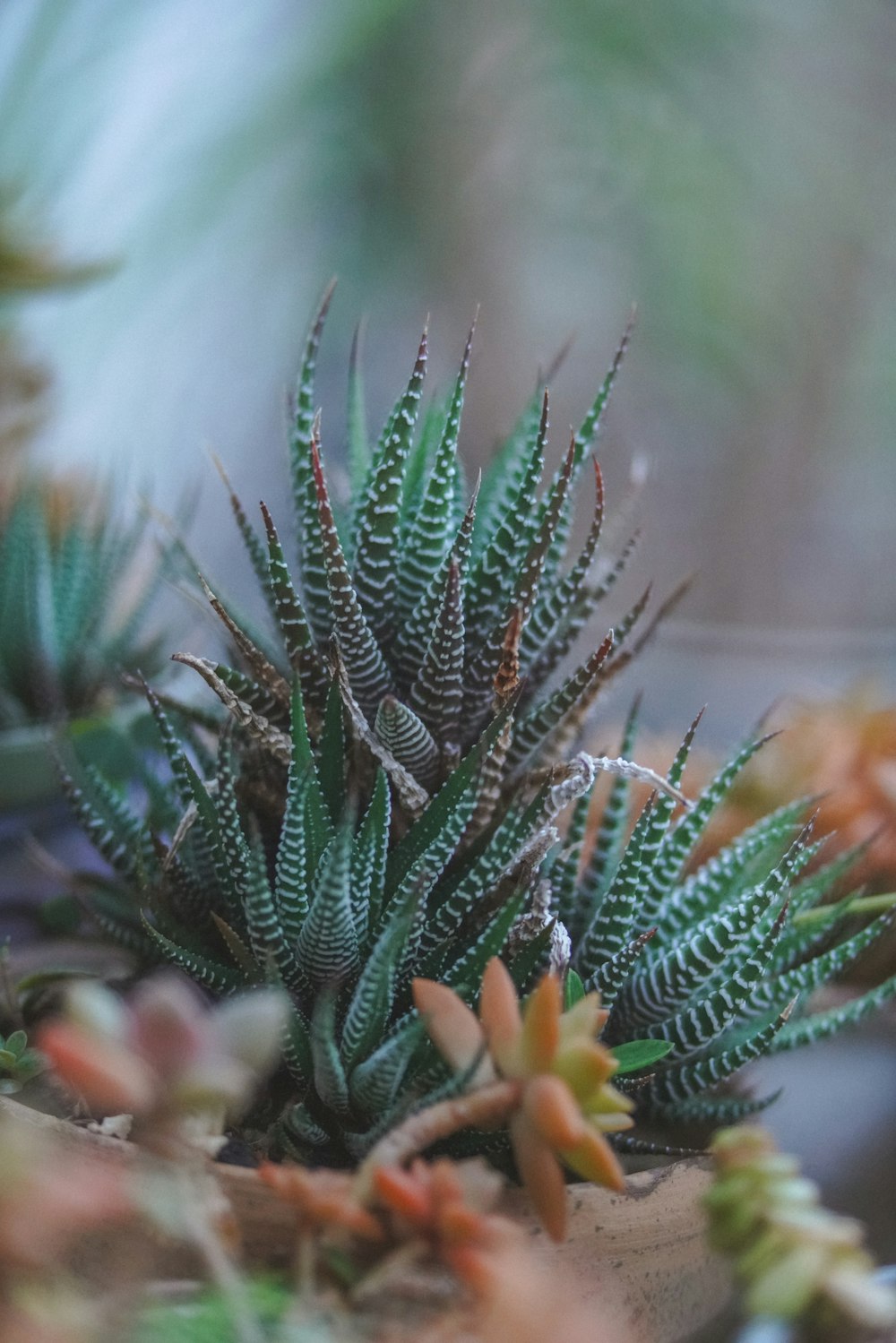 a close up of a cactus