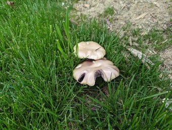 Two mushrooms with light brown caps are growing among lush green grass. The mushrooms have visible gills, and some surrounding plant stems and blades of grass can be seen. The background shows a patch of dry soil or dirt.