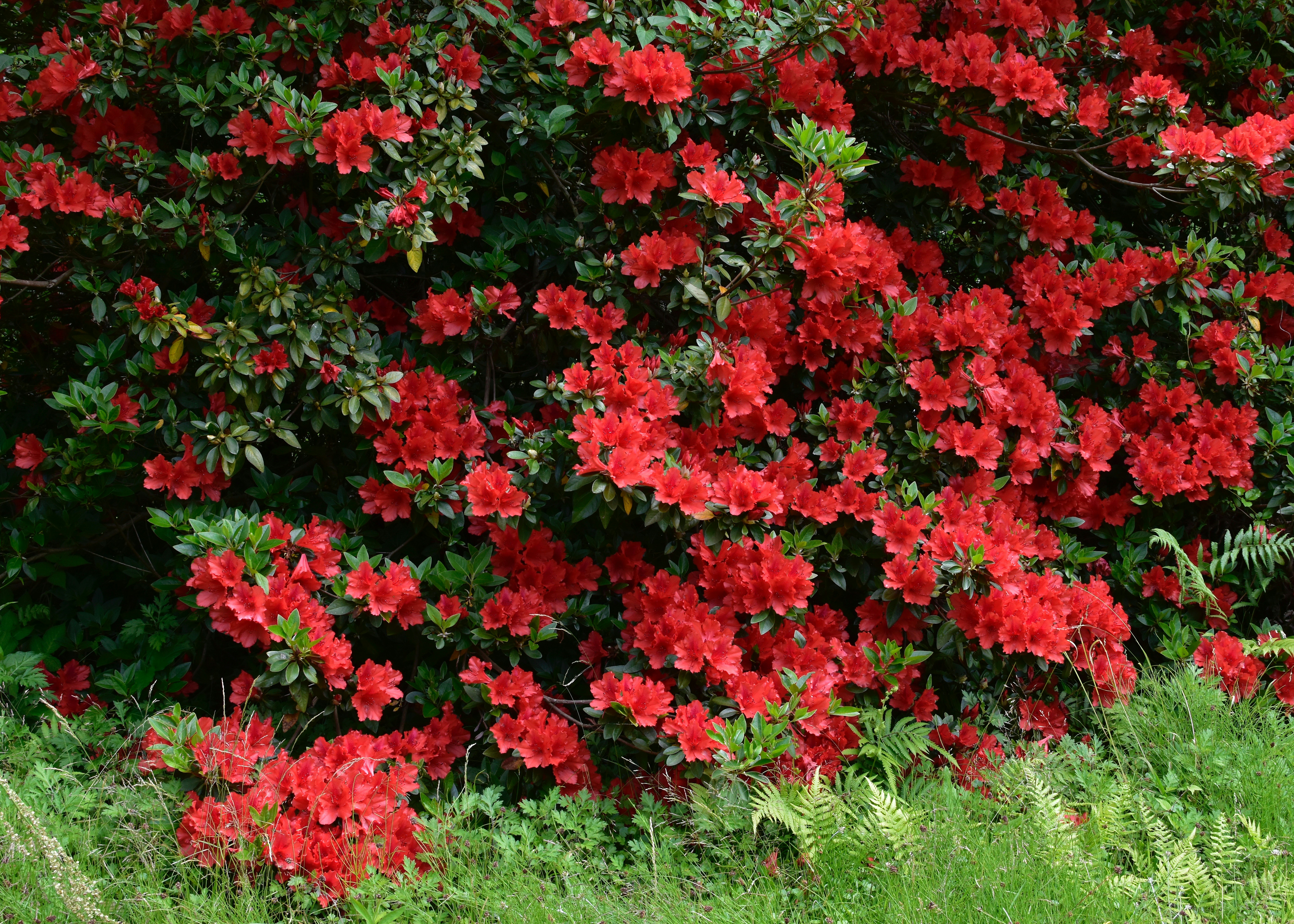 a bush with red flowers