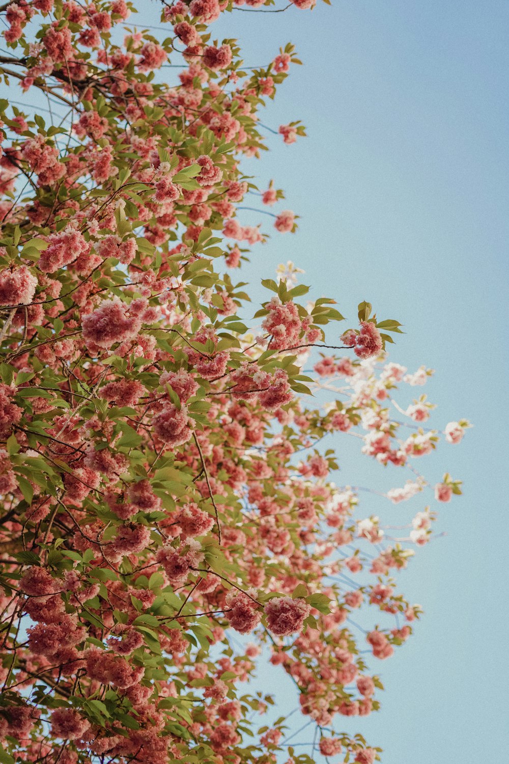 Un árbol con flores rosadas