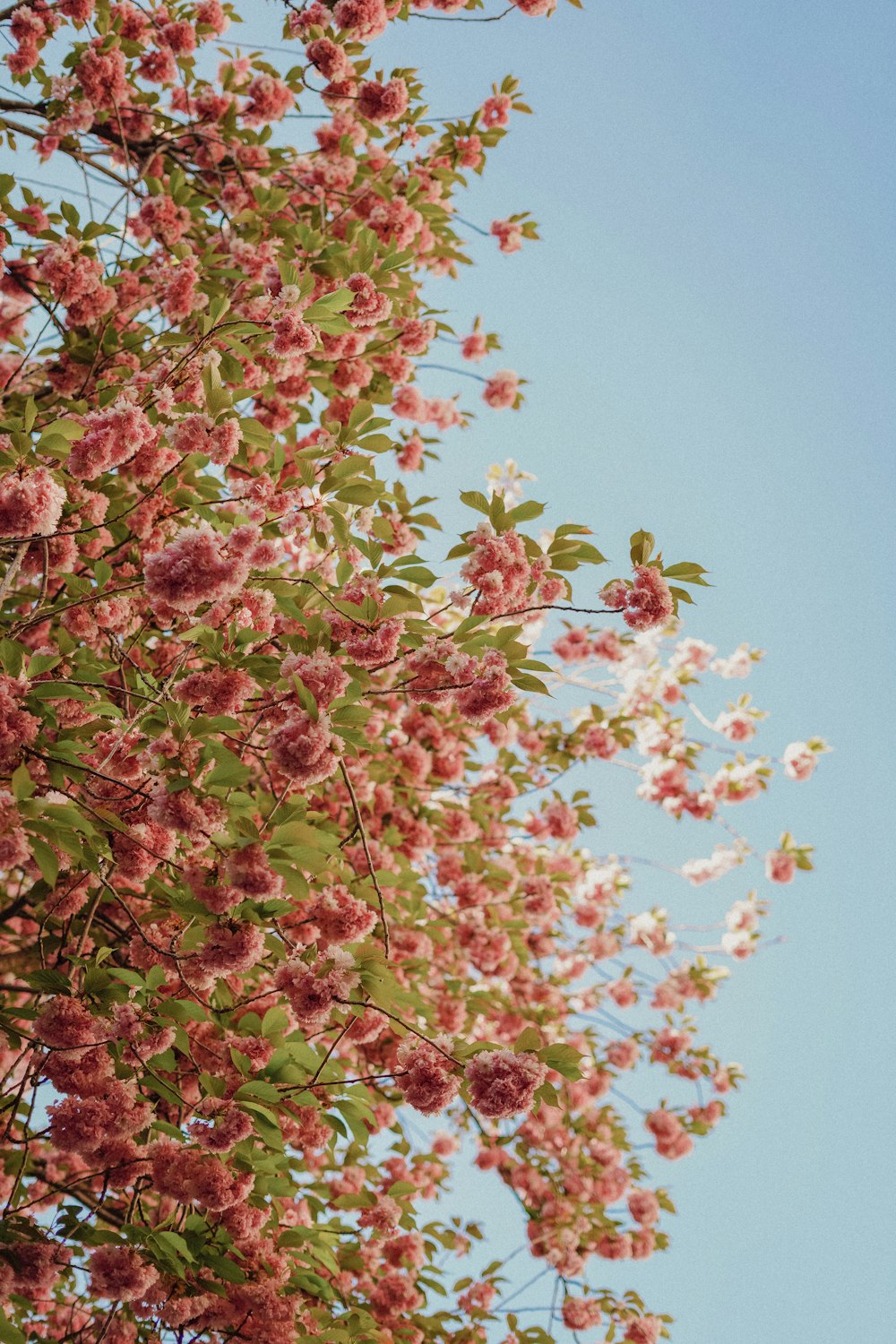 a tree with pink flowers