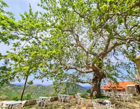 A large, lush tree with vibrant green leaves extends its branches over an outdoor seating area, featuring several white plastic tables and chairs. The background showcases rolling hills under a clear blue sky. A building with a red-tiled roof is partially visible, adding a rustic charm to the serene setting.
