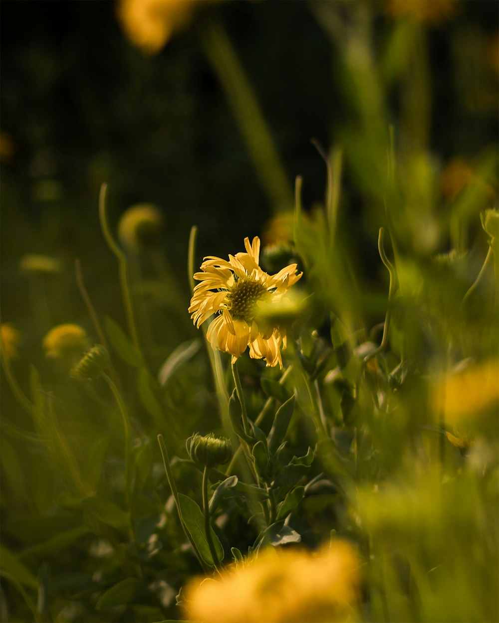 a close up of a flower