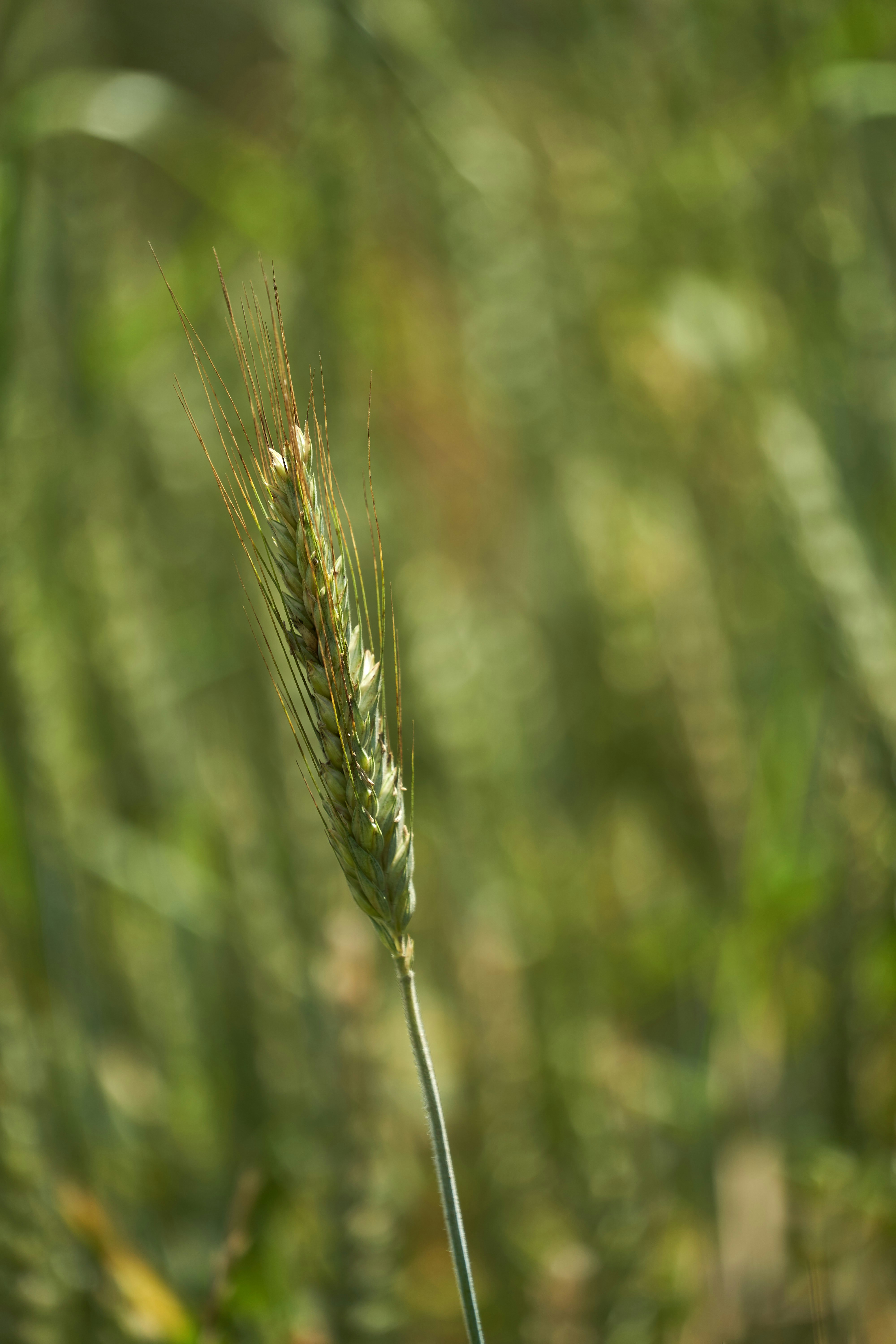 Photo by wolfgang_hasselmann