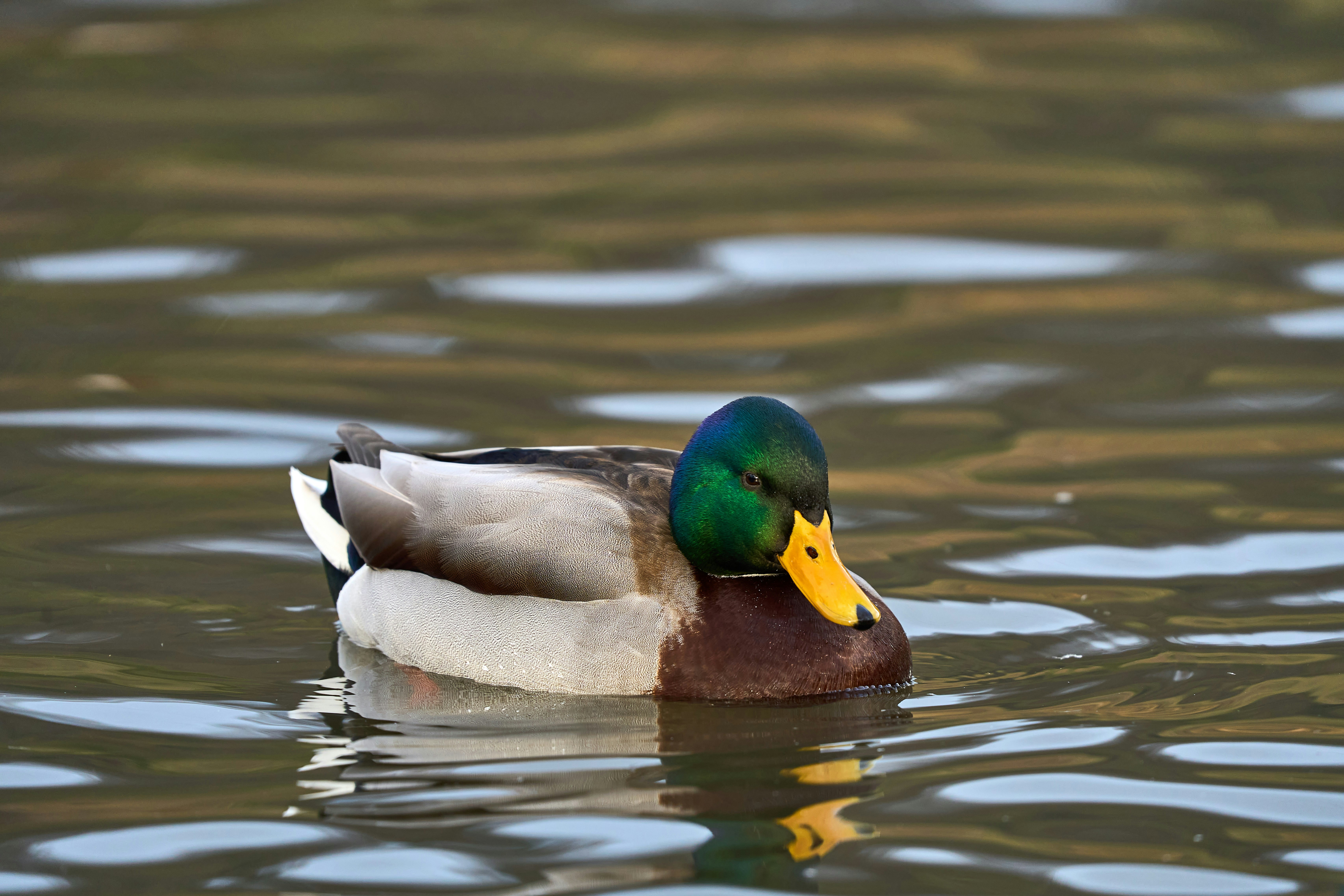 Photo by wolfgang_hasselmann