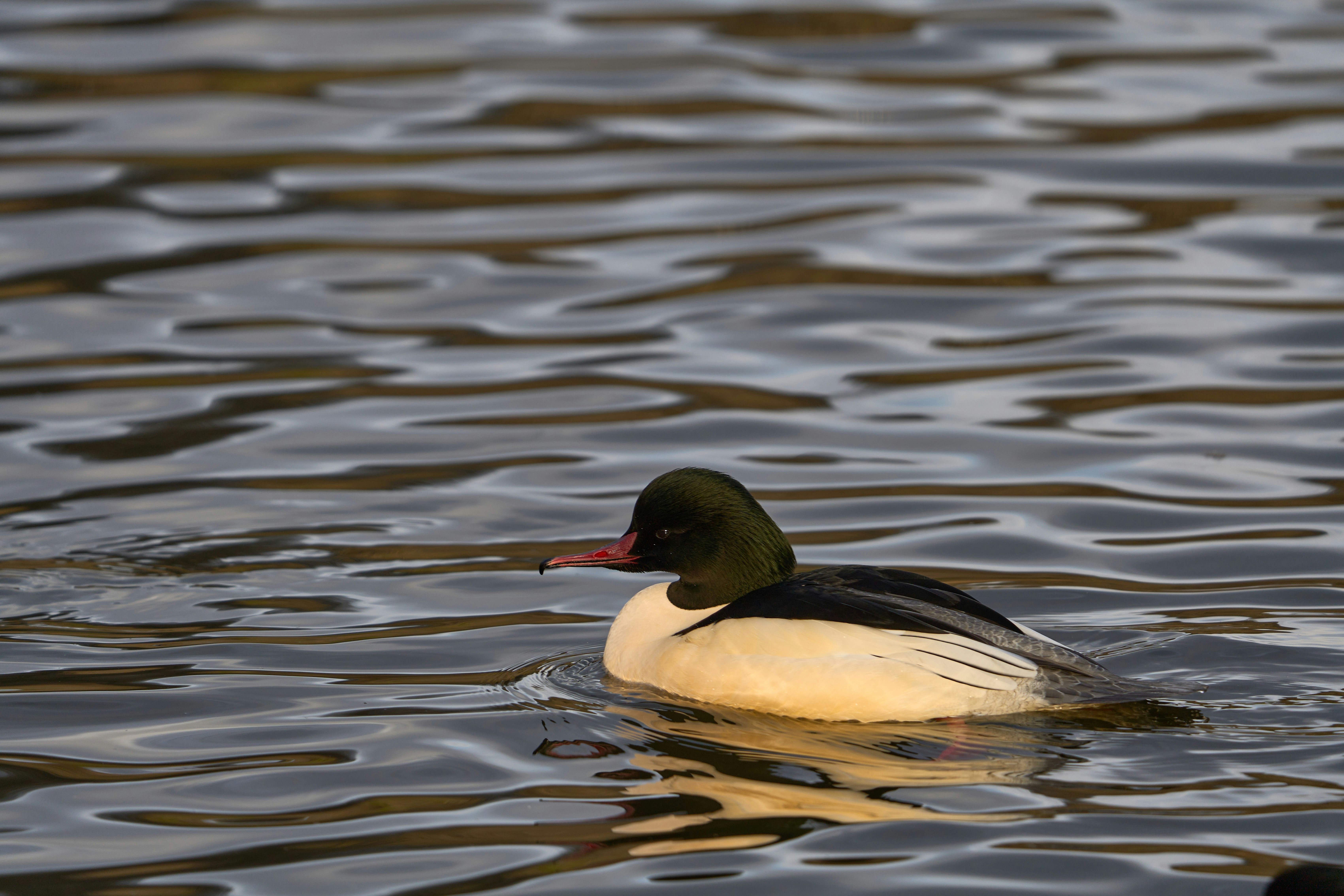 Photo by wolfgang_hasselmann