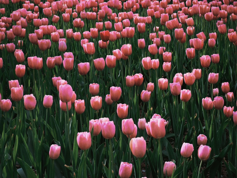 a field of pink tulips