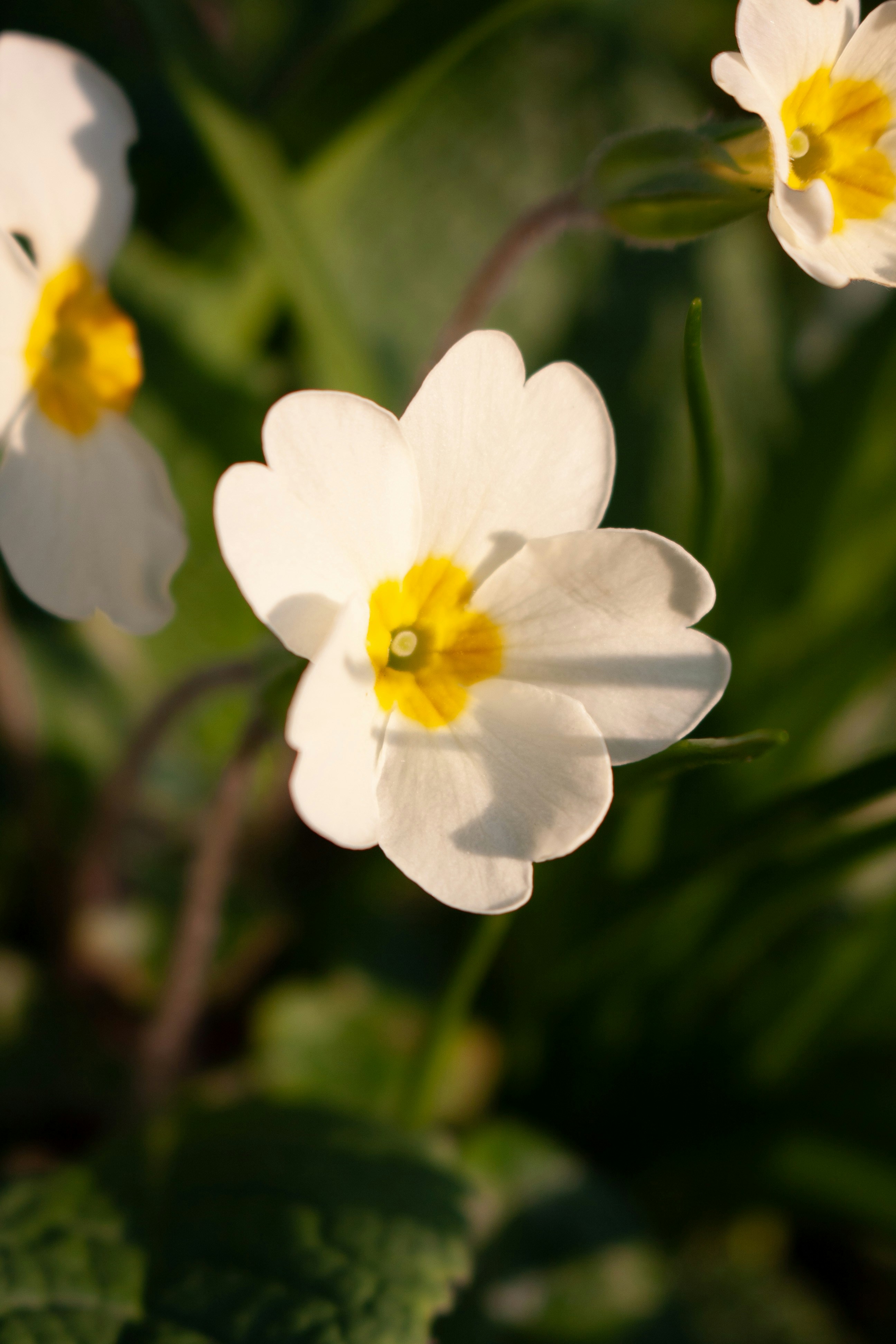 Photo by optical_fab