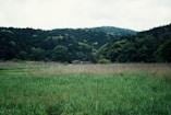 a field of grass with trees in the background