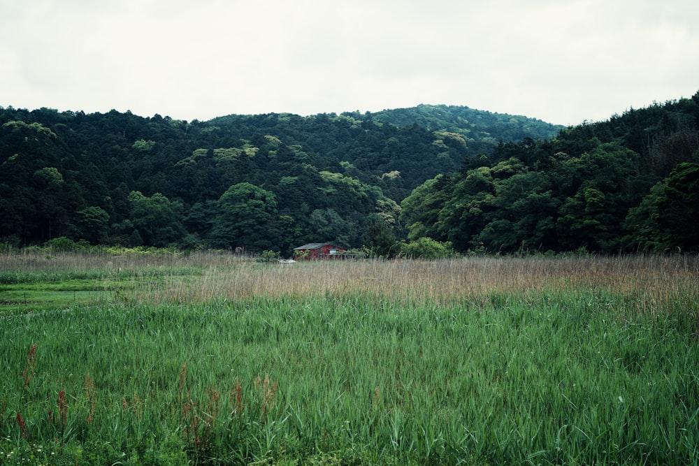 a field of grass with trees in the background